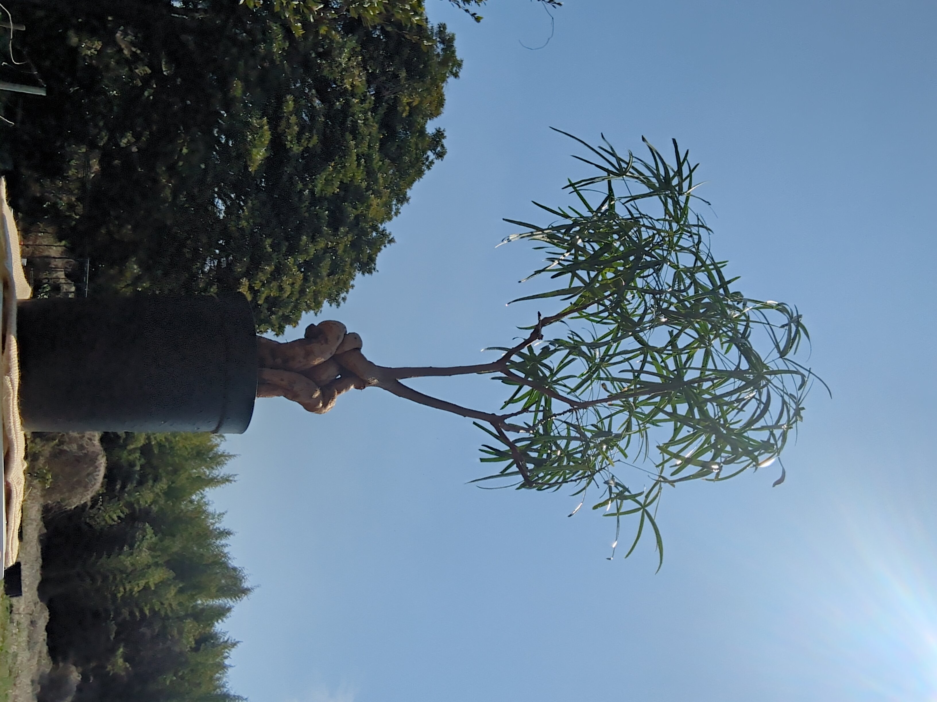 ​【極美樹形】ボトルツリー（ブラキキトン） 根上がり・ねじれ仕立て