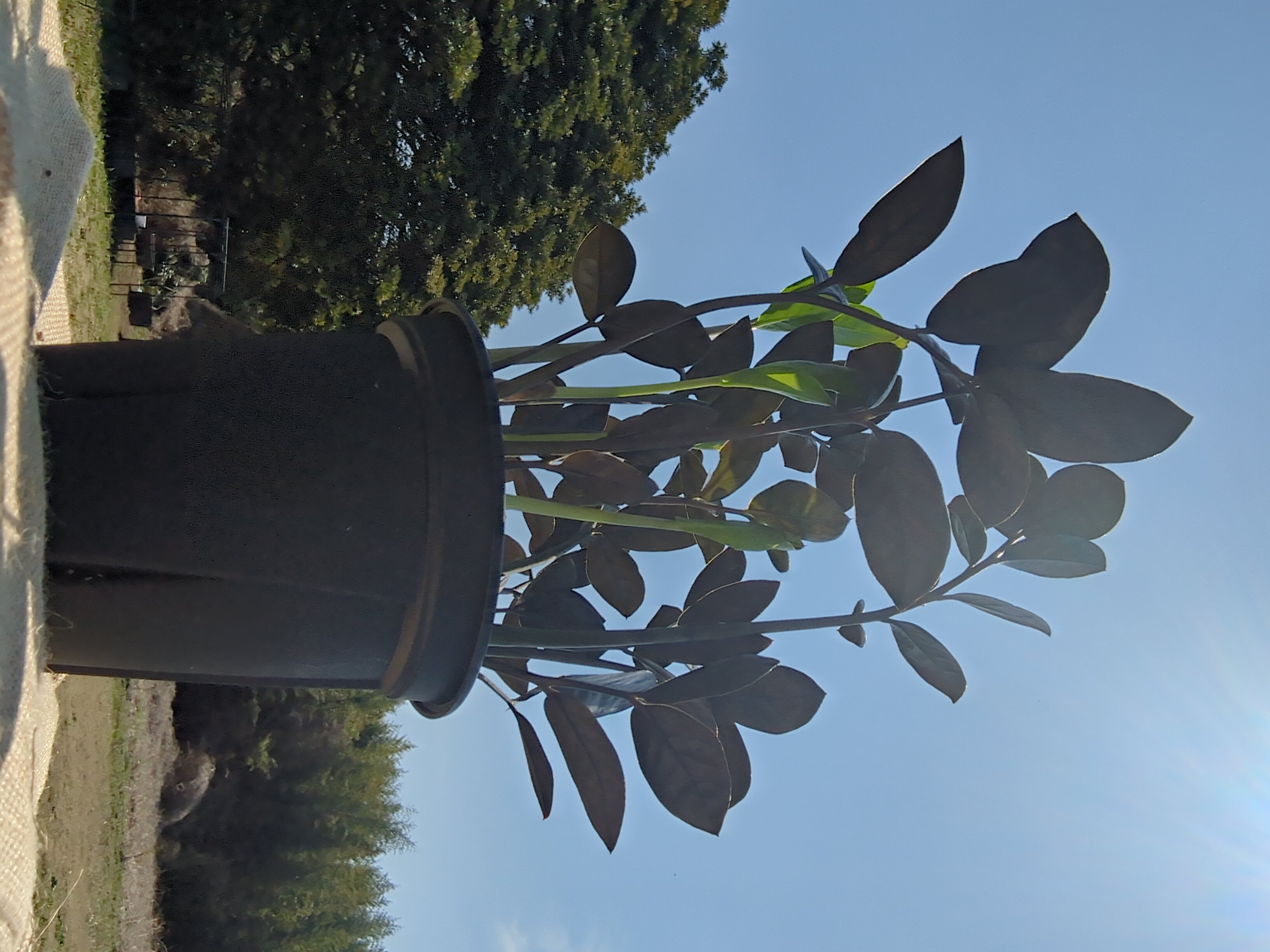 ザミオカルカス・レイブン 新芽あり・ボリューム株