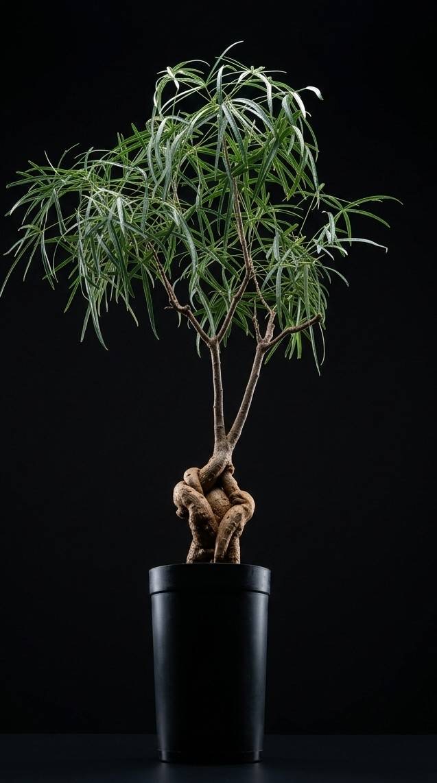 インテリア向け