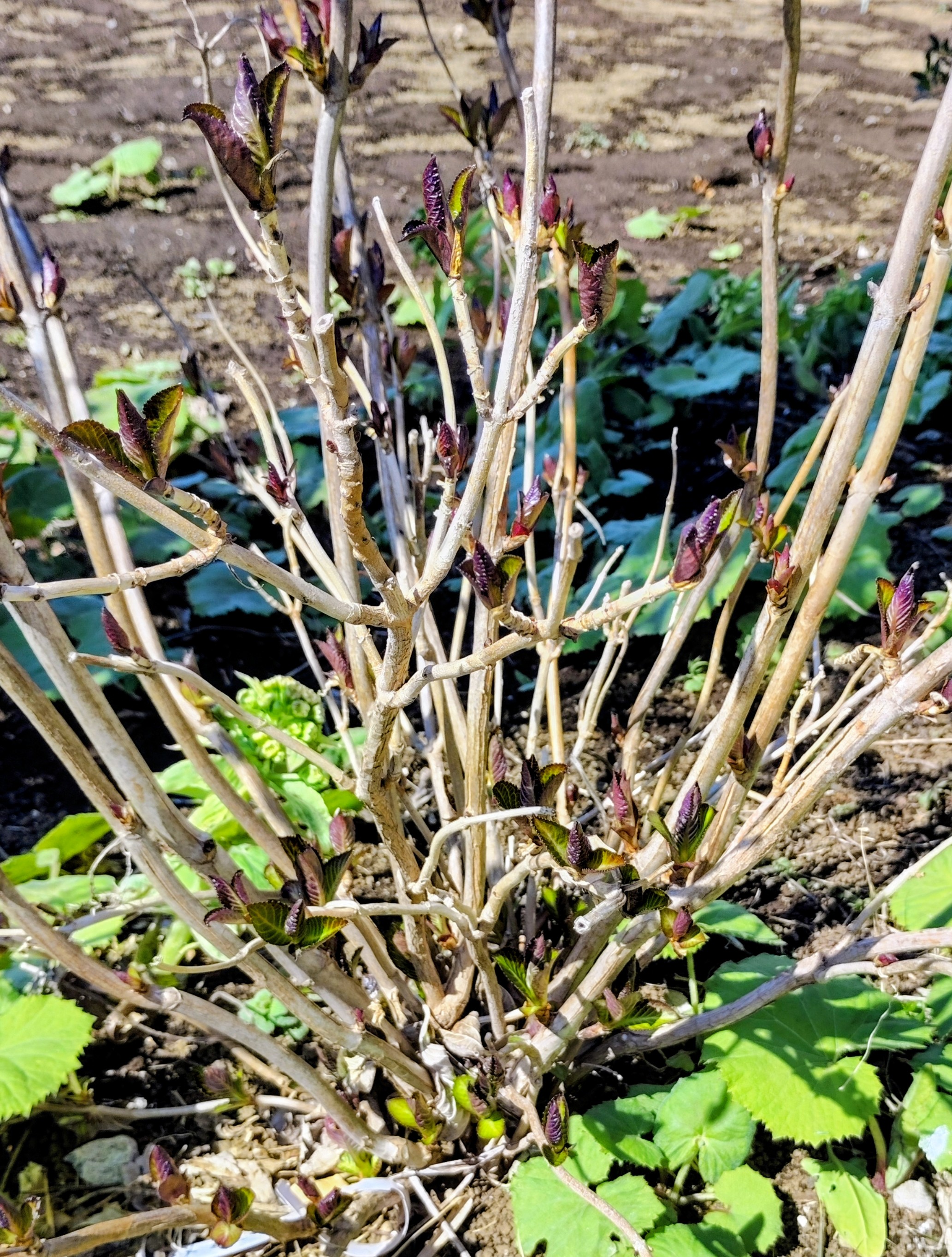 ​【紫陽花】ひな祭り