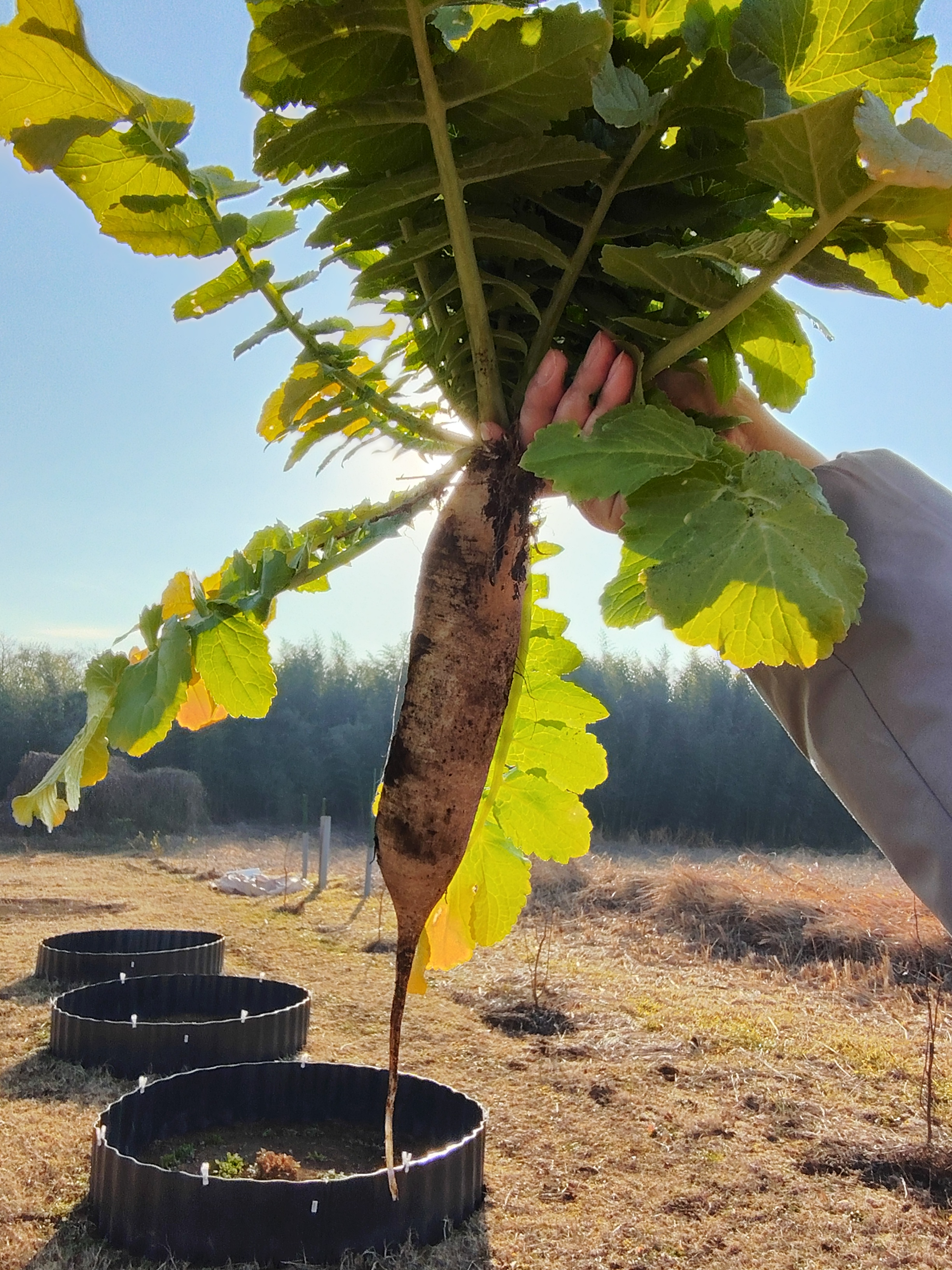 【2026・初収穫】