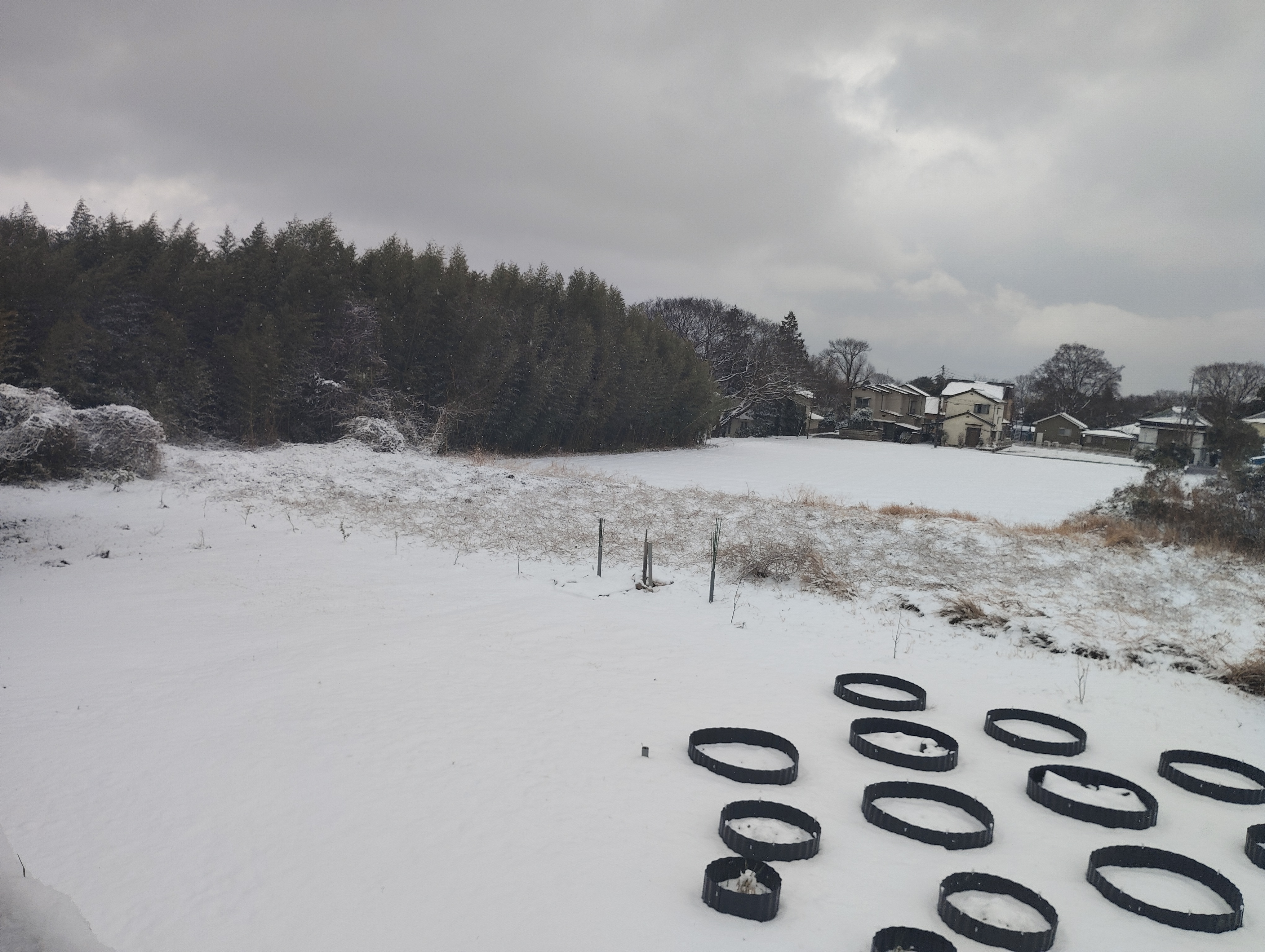 【ユキノシタ】雪の下で眠る次の主役たち