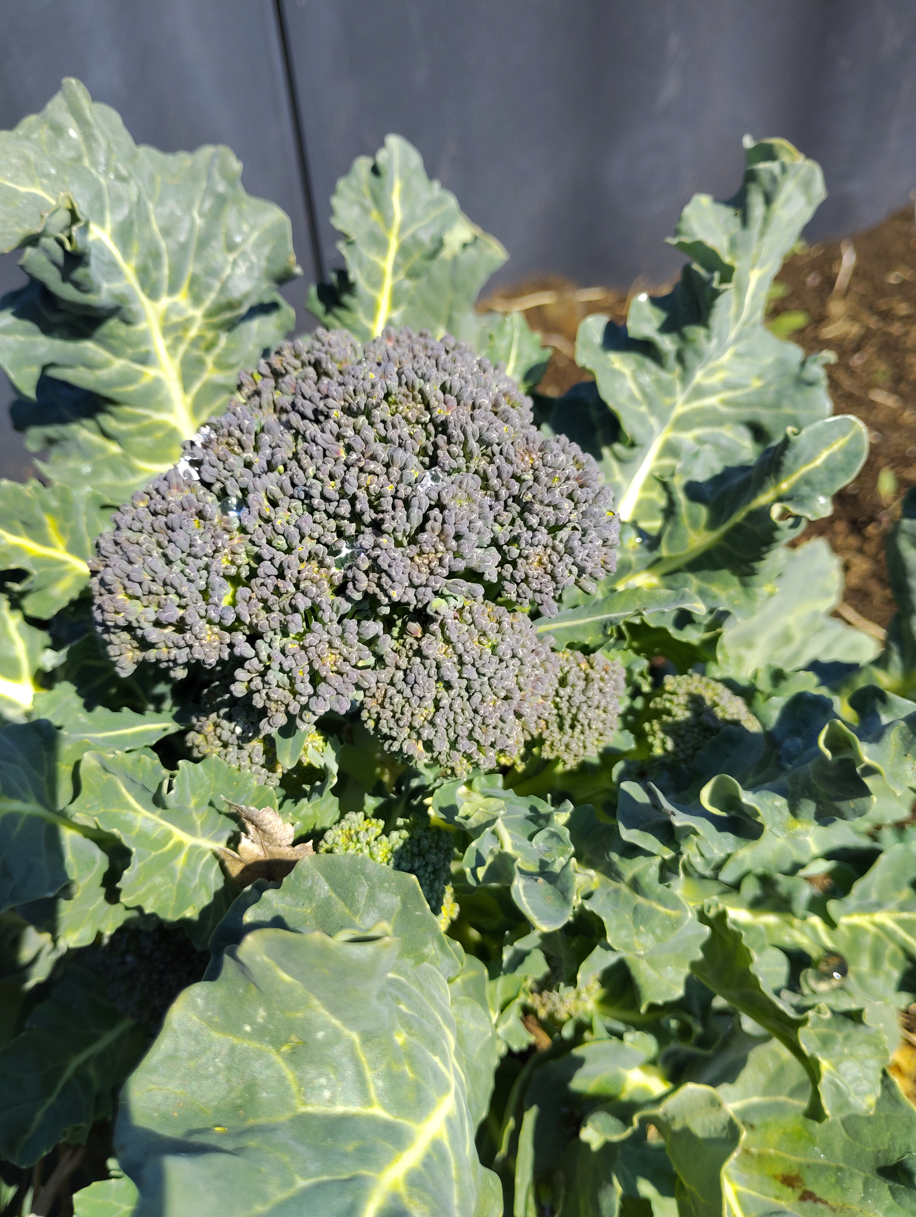 【成育中！】ブロッコリーがモコモコ増量中！