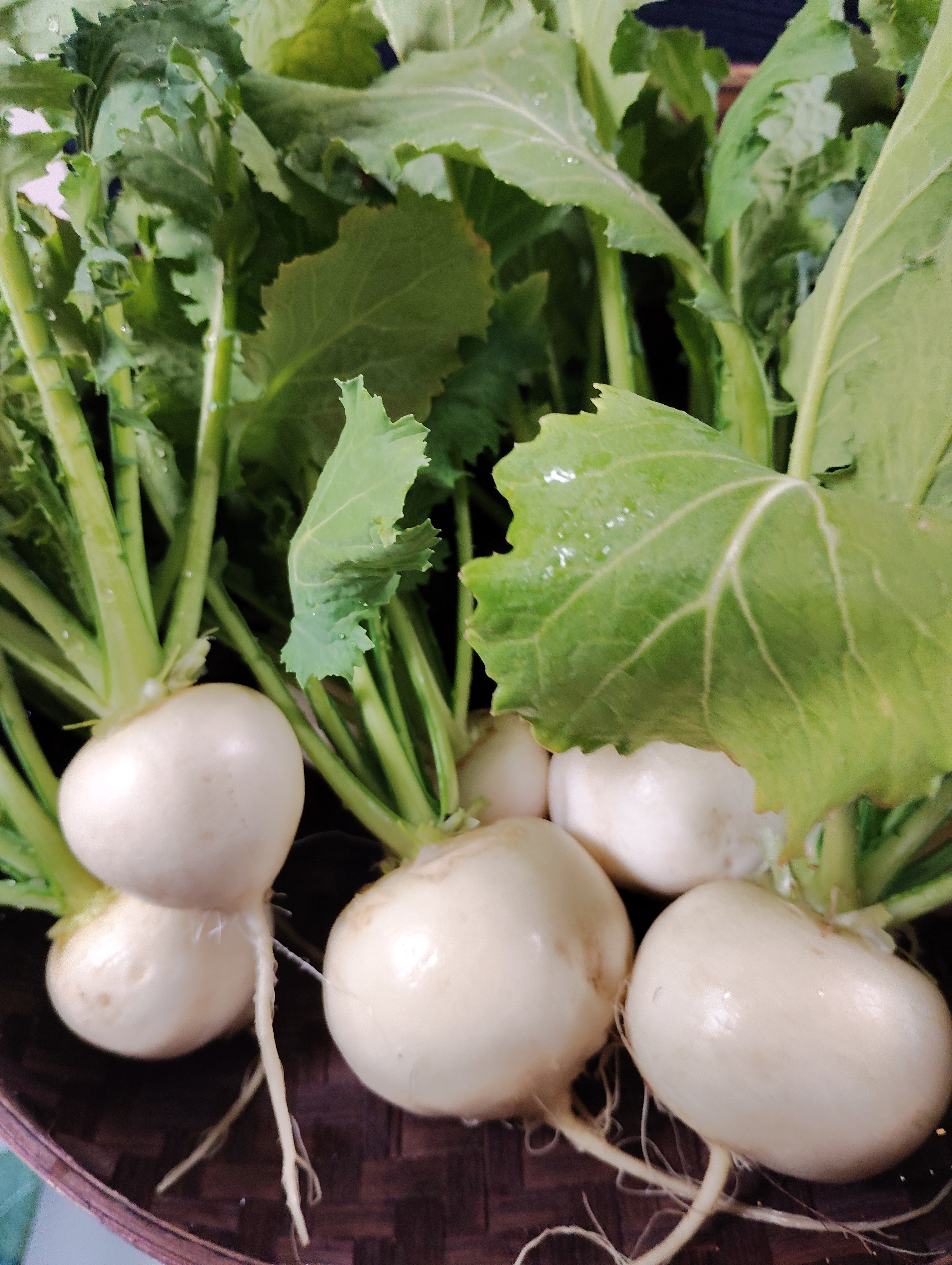 【朝採れ！】ミニカブ。可愛すぎです。